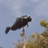 にゅう