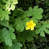 花浅葱