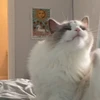 キノコ