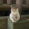 さじ