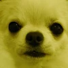 YY