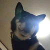 moviewatchman