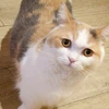 ぐるぴー