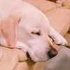 Rie