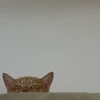 おのぶ