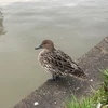 れいな