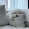 ぽてとん