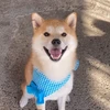 こいぬのしっぽ