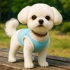 あんちゃん