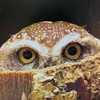 若葉マーク