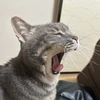 みかん