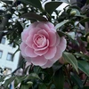 さく