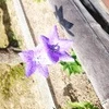 り