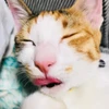 gata