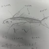 めばる食わない