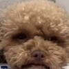 いちゃん
