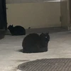 怠惰女
