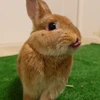 おはる