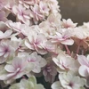 の