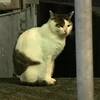 pon