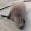 ととと