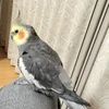 さるやん
