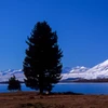 みかん山