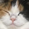 ノ
