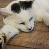 ながよし