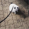 のあ