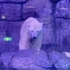くまてゃん