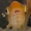 userpigR0xhIeY2