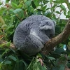 koanlan