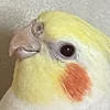 とりもも