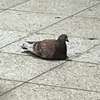 よ