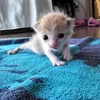 りょうけん