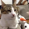 リブのしっぽ