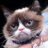 GrumpyCat