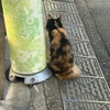 クニマツ