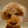 coco1228
