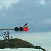 もずく