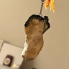 でぶたにんじゃ