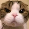 じゅ