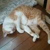 のり