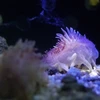 ノア