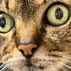 たこ