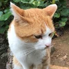 ナタ