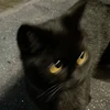 悒