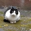 yodareneko