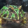 カエル姫
